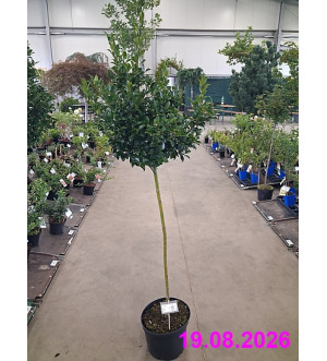 Ilex meserveae 'Blue Prince' C 10 L